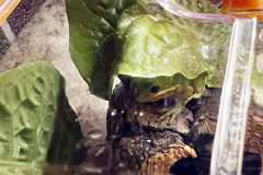 Мужчина нашел живую лягушку в готовом салате из магазина и оставил её у себя жить