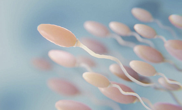 Установлено, как микробиота спермы влияет на фертильность мужчин