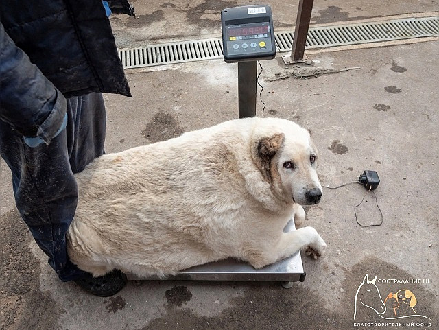 Волонтёры ставят на ноги пса, который весит 100 килограммов