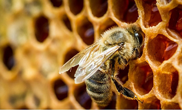 В бабье лето защитим медоносных пчёл